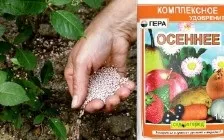 Вирощування огірків в покришках (огірків) Вирощування огірків в покришках