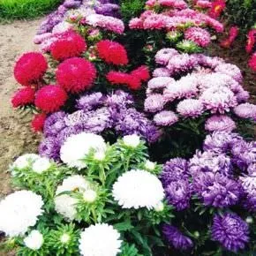 Вирощування айстри (55 фото) з насіння, з розсади, однорічна, багаторічна, коли садити, догляд (фото) Вирощування айстри (55 фото) з насіння, з розсади, однорічна, багаторічна, коли садити, догляд