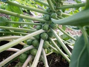 Вирощування капусти кольрабі у відкритому грунті (вирощування) Вирощування капусти кольрабі у відкритому грунті