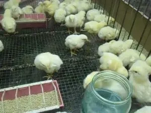 Вирощування бройлерів в домашніх умовах відео (бройлерів) Вирощування бройлерів в домашніх умовах відео