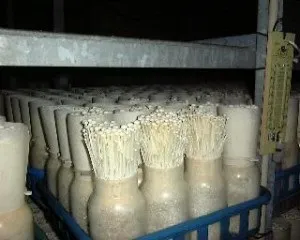 Вирощуємо опеньок зимовий