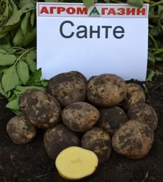 Вирощування картоплі сорту, способи, умови, без підгортання, без прополки, добрива, полив, (добрива) Вирощування картоплі сорту, способи, умови, без підгортання, без прополки, добрива, полив,