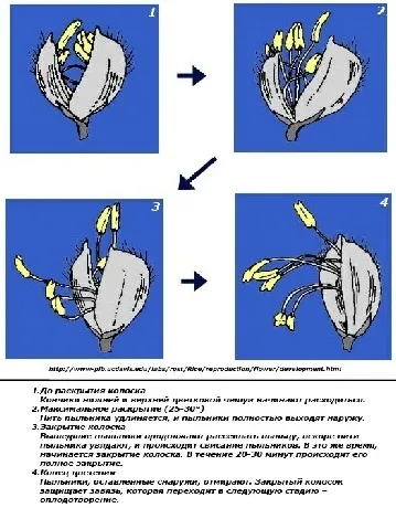 Викидання і цвітіння