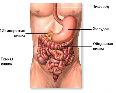 Випадання волосся при дисбактеріозі та інших хворобах шлунково-кишкового тракту (дисбактеріоз) Випадання волосся при дисбактеріозі та інших хворобах шлунково-кишкового тракту