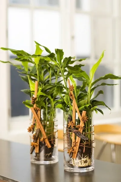 Вирощування кардамону в домашніх умовах, greenhome (кардамомум Elettaria cardamomum) Вирощування кардамону в домашніх умовах, greenhome