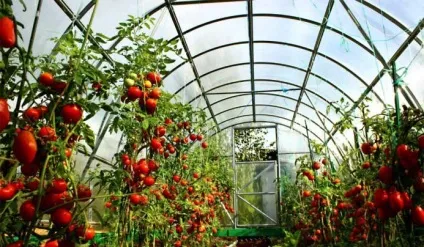 Вирощування томатів у теплиці з полікарбонату загальні відомості, переваги і недоліки, (теплиці) Вирощування томатів у теплиці з полікарбонату загальні відомості, переваги і недоліки,