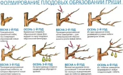 вирощування груші