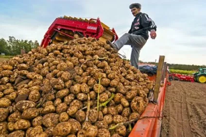 Вирощування картоплі сорту, способи, умови, без підгортання, без прополки, добрива, полив, (картоплі) Вирощування картоплі сорту, способи, умови, без підгортання, без прополки, добрива, полив,