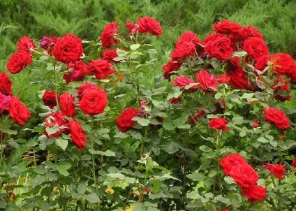 Вирощування троянд з насіння основні правила і рекомендації (далеко один одного) Вирощування троянд з насіння основні правила і рекомендації