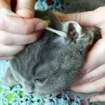 Вода в вухах у кішки - чим допомогти, все про породу мейн кун (допомогти) Вода в вухах у кішки - чим допомогти, все про породу мейн кун