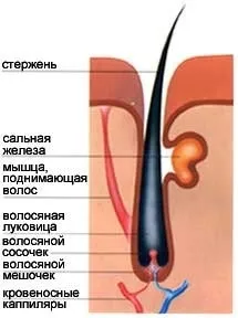 Вирвали жмут волосся виростуть