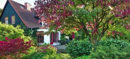 Високі стосунки, або де і як садити дерева (дерева) Високі стосунки, або де і як садити дерева