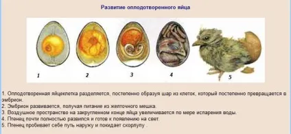 Виведення, закладка і інкубація перепелиних яєць