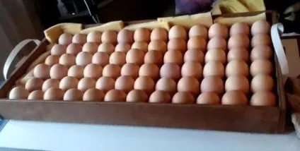 Виведення курчат в інкубаторі в домашніх умовах інструкція, дачасадовода (умовах) Виведення курчат в інкубаторі в домашніх умовах інструкція, дачасадовода
