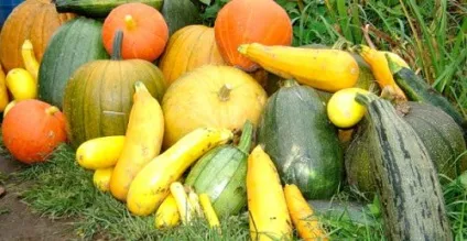 Виведення курчат в інкубаторі в домашніх умовах інструкція, дачасадовода (виведення) Виведення курчат в інкубаторі в домашніх умовах інструкція, дачасадовода