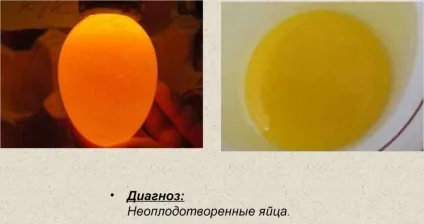 Виведення, закладка і інкубація перепелиних яєць