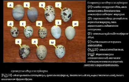 Виведення, закладка і інкубація перепелиних яєць