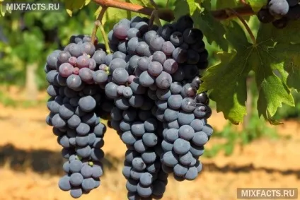 У яких продуктах міститься ресвератрол 1 (в яких продуктах міститься ресвератрол) У яких продуктах міститься ресвератрол 1