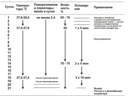 Виведення курчат в інкубаторі в домашніх умовах інструкція, дачасадовода (інкубаторі) Виведення курчат в інкубаторі в домашніх умовах інструкція, дачасадовода