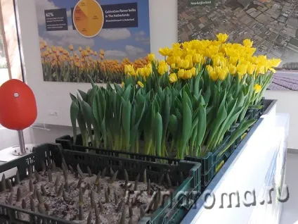Виставки і павільйони парку Кекенхоф, аромати і квіти для здоров'я-краси (виставка квітів у парку) Виставки і павільйони парку Кекенхоф, аромати і квіти для здоров'я-краси
