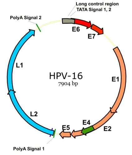 Вірус папіломи людини лікування, причини, діагностика hpv, science debate (вірусом папіломи людини) Вірус папіломи людини лікування, причини, діагностика hpv, science debate