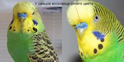 Хвилястий папуга фото, опис, оголошення про купівлю-продаж