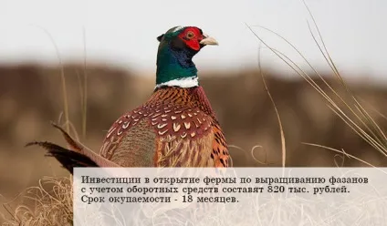 Вольєри для утримання фазанів в домашніх умовах (домашніх) Вольєри для утримання фазанів в домашніх умовах