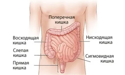 Всмоктування поживних речовин як відбувається (відбувається) Всмоктування поживних речовин як відбувається