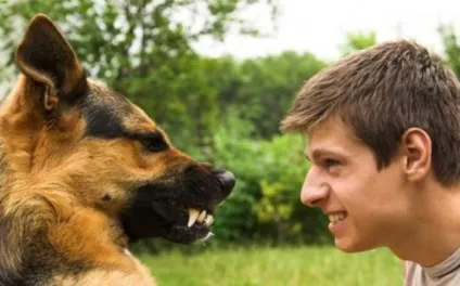 Виховання собак як подружити з кішкою, відучити гризти все підряд і інші поради (гризти) Виховання собак як подружити з кішкою, відучити гризти все підряд і інші поради