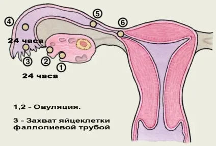 Під час овуляції болить правий, лівий яєчник (яєчник) Під час овуляції болить правий, лівий яєчник