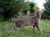 Характер орієнтальної кішки, фото, орієнтальна кішка і діти, відносини з собаками, кішки - хто вони