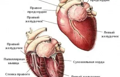 В'язка перських кішок