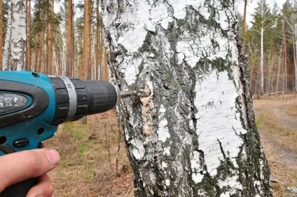 Все про березовий сік