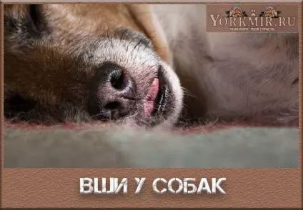 Воші у собак, симптоми, лікування, передаються людині (лікування) Воші у собак, симптоми, лікування, передаються людині