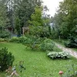 Хвойні в саду (38 фото) особливості чагарників, дерев для садового дизайну, фото і відео (досягати висоту метрів) Хвойні в саду (38 фото) особливості чагарників, дерев для садового дизайну, фото і відео