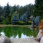 Хвойні в саду (38 фото) особливості чагарників, дерев для садового дизайну, фото і відео (види хвойних рослин) Хвойні в саду (38 фото) особливості чагарників, дерев для садового дизайну, фото і відео