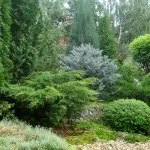 Хвойні в саду (38 фото) особливості чагарників, дерев для садового дизайну, фото і відео (хвойні) Хвойні в саду (38 фото) особливості чагарників, дерев для садового дизайну, фото і відео