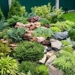 Хвойні в саду (38 фото) особливості чагарників, дерев для садового дизайну, фото і відео (досягати висоту метрів) Хвойні в саду (38 фото) особливості чагарників, дерев для садового дизайну, фото і відео