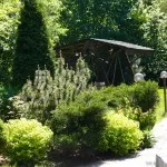 Хвойні в саду (38 фото) особливості чагарників, дерев для садового дизайну, фото і відео (дерев) Хвойні в саду (38 фото) особливості чагарників, дерев для садового дизайну, фото і відео