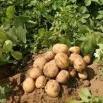 Зберігання картоплі в погребі як і при якій температурі (погребі) Зберігання картоплі в погребі як і при якій температурі
