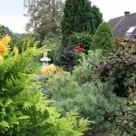 Хвойні в саду (38 фото) особливості чагарників, дерев для садового дизайну, фото і відео (хвойні в саду чагарники дерева дизайні фото) Хвойні в саду (38 фото) особливості чагарників, дерев для садового дизайну, фото і відео