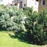 Хвойні в саду (38 фото) особливості чагарників, дерев для садового дизайну, фото і відео (дерев) Хвойні в саду (38 фото) особливості чагарників, дерев для садового дизайну, фото і відео