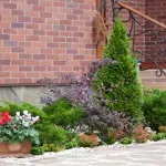 Хвойні в саду (38 фото) особливості чагарників, дерев для садового дизайну, фото і відео (види хвойних рослин) Хвойні в саду (38 фото) особливості чагарників, дерев для садового дизайну, фото і відео