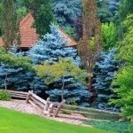 Хвойні в саду (38 фото) особливості чагарників, дерев для садового дизайну, фото і відео (фото) Хвойні в саду (38 фото) особливості чагарників, дерев для садового дизайну, фото і відео