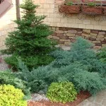 Хвойні в саду (38 фото) особливості чагарників, дерев для садового дизайну, фото і відео (види хвойних рослин) Хвойні в саду (38 фото) особливості чагарників, дерев для садового дизайну, фото і відео