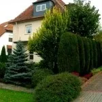 Хвойні в саду (38 фото) особливості чагарників, дерев для садового дизайну, фото і відео (фото) Хвойні в саду (38 фото) особливості чагарників, дерев для садового дизайну, фото і відео