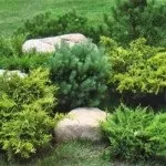 Хвойні в саду (38 фото) особливості чагарників, дерев для садового дизайну, фото і відео (фото) Хвойні в саду (38 фото) особливості чагарників, дерев для садового дизайну, фото і відео