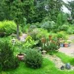 Хвойні в саду (38 фото) особливості чагарників, дерев для садового дизайну, фото і відео (хвойні) Хвойні в саду (38 фото) особливості чагарників, дерев для садового дизайну, фото і відео