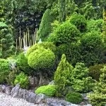 Хвойні в саду (38 фото) особливості чагарників, дерев для садового дизайну, фото і відео (дерев) Хвойні в саду (38 фото) особливості чагарників, дерев для садового дизайну, фото і відео