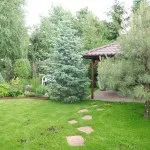 Хвойні в саду (38 фото) особливості чагарників, дерев для садового дизайну, фото і відео (види хвойних рослин) Хвойні в саду (38 фото) особливості чагарників, дерев для садового дизайну, фото і відео